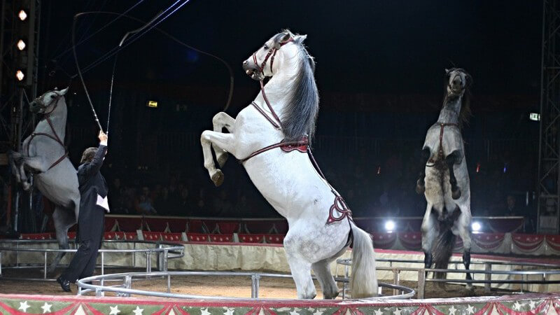 Im Bereich des Veganismus und Tierschutzes gibt es viele Gegner des Tierzierkusses - dennoch stellt er eine beliebte Form des Zirkus dar, bei dem die Tiere bestimmte Tricks lernen