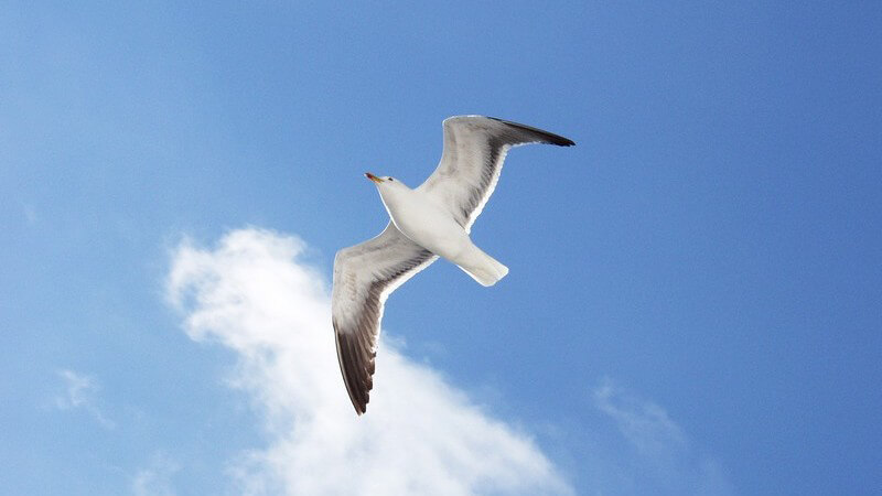 Vögel können besonders gut sehen - dabei gibt es Unterschiede in der Sehfähigkeit, je nachdem ob es sich um nachtaktive oder tagaktive Vögel handelt