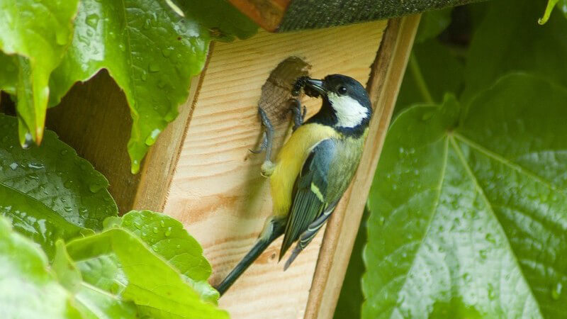 Die Ornithologie ist ein Zoologie-Zweig, der sich mit Vögeln befasst; zu den Arbeitsgebieten zählt z.B. die Untersuchung des Vogelzuges