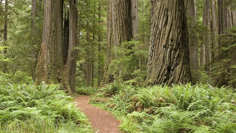 Die Schlucht Slatterdalskrevan als Highlight des Nationalparks Skuleskogen