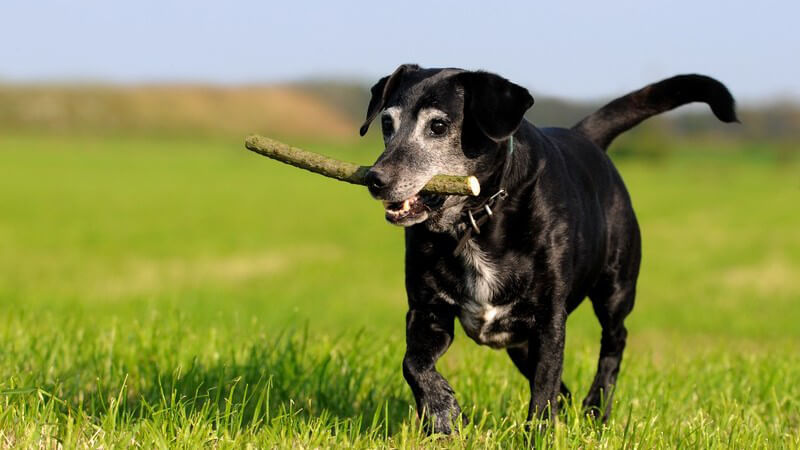 Wir geben Tipps, um dem Hund gängige Kommandos beizubringen, zeigen, wie man ihn ans kurzzeitige Alleinsein gewöhnen kann und informieren über weitere wichtige Punkte der Erziehung