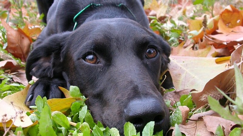 Um mit Hunden kommunizieren zu können, sind Hör- und Sichtzeichen eine große Hilfe - wir geben einen entsprechenden Überblick