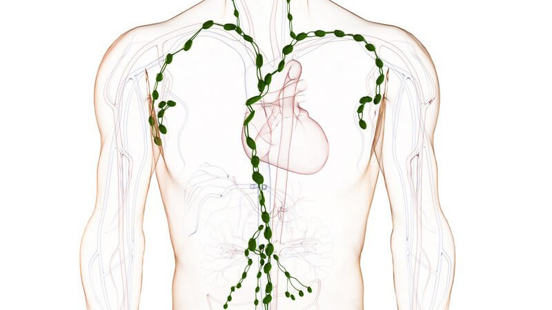 Die Lymphdrainage zur Aktivierung des Lymphsystems