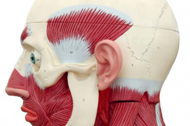 Das Jochbein trägt zur Formung des Wangenprofils und zum Aufbau der Augenhöhlenwand bei