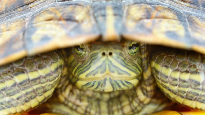 In der privaten Tierhaltung erfreuen sich vor allem Sumpf- und Wasserschildkröten einer großen Beliebtheit -  Was gilt es bei der Haltung zu beachten?