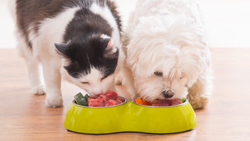 Informationen für Katzen- und Hundebesitzer: Diabetes beim Haustier erkennen und es mit der richtigen Fütterungsweise unterstützen