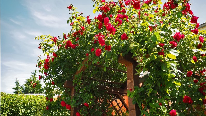 Ein Überblick über unterschiedliche Rosenarten und deren Wachstumsbedingungen