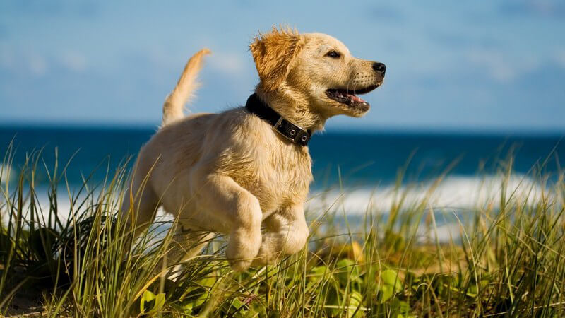 Für jeden Typ gibt es den passenden Hund - er ist bester Freund, Sportkamerad und kann mit vielen weiteren Vorzügen punkten