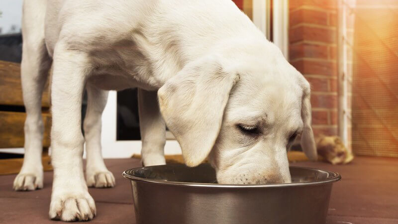 Wir zeigen, worauf es bei einer ausgewogenen Hundeernährung ankommt und wie man das Hundefutter auch selbst herstellen kann