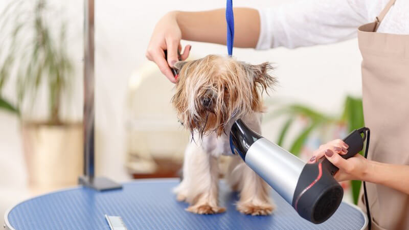 In manchen Fällen ist es unvermeidlich, den Hund zu baden - Diese und andere Wellnessanwendungen werden mittlerweile auch von speziellen Hotels angeboten