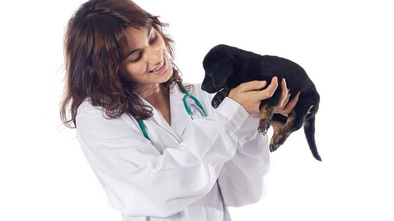 Umfassender Impfschutz für Hunde, Katzen, Kleintiere, Pferde und Nutztiere