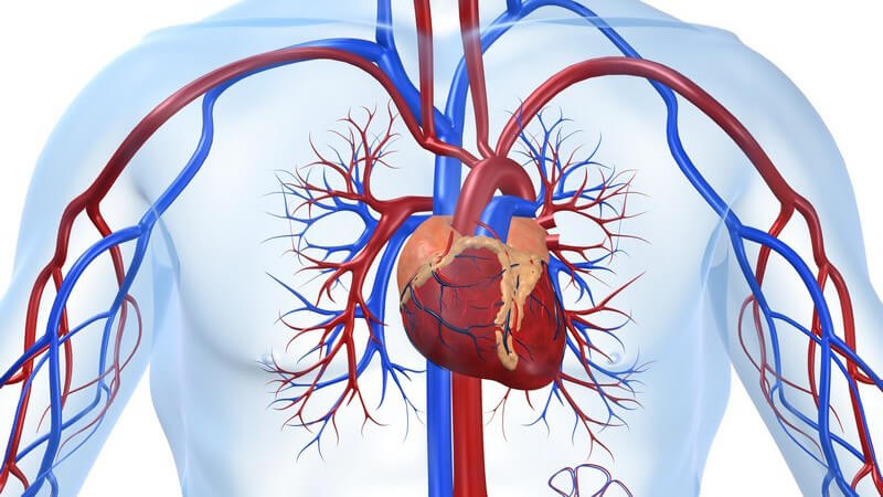 HDL gilt als "schlechtes" Cholesterin