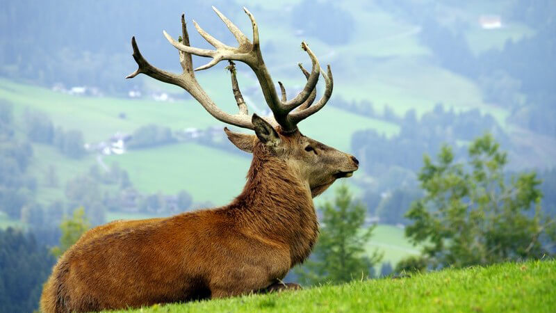 Reh- und Hirschfleisch, Hasenfleisch und Wildschweinfleisch richtig zubereiten