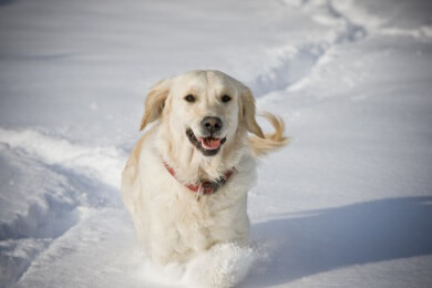 Wir geben Tipps, um z.B. streunenden Katzen über den Winter zu helfen, trockene Hundeohren im Winter zu behandeln oder Haustieren die Sommerhitze so angenehm wie möglich zu machen