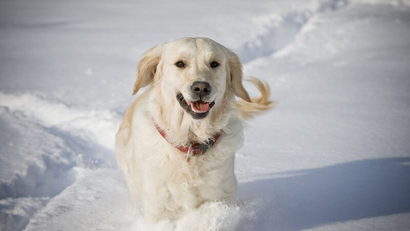 Wir geben Tipps, um z.B. streunenden Katzen über den Winter zu helfen, trockene Hundeohren im Winter zu behandeln oder Haustieren die Sommerhitze so angenehm wie möglich zu machen