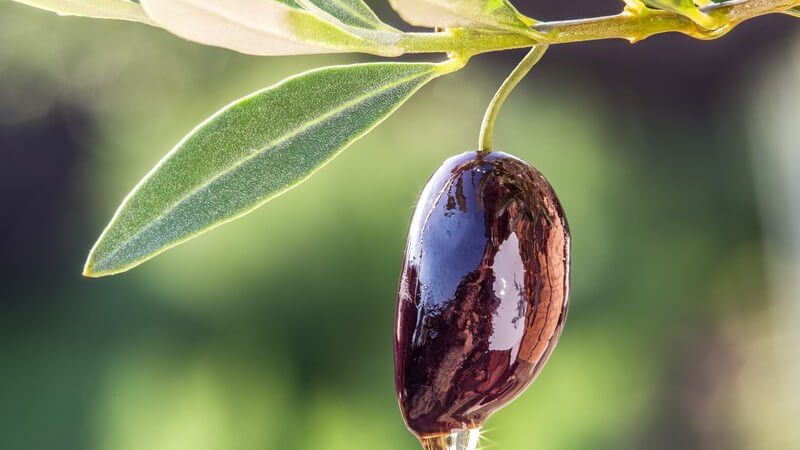 Pflanzliche Öle werden in der Küche vielseitig verwendet - wir stellen die beliebtesten Öle vor, wie etwa Kürbiskernöl, Leinöl, Olivenöl, Rapsöl oder Walnussöl