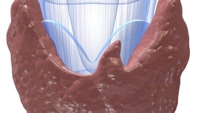 Funktion der Schilddrüsenhormone und die Bedeutung verschiedener Laborwerte - Fehlfunktionen in Schilddrüse und Gehirnzentren können durch die Schilddrüsenhormone erkannt werden