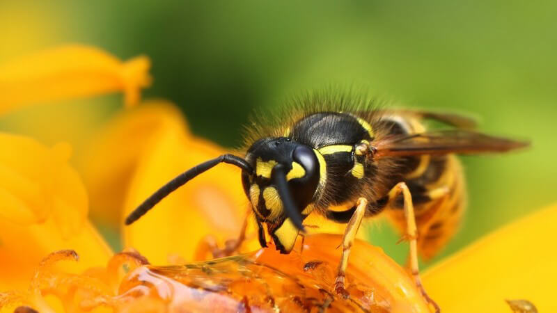 Einige Bienenarten sind vom Aussterben bedroht und stehen auf der Roten Liste