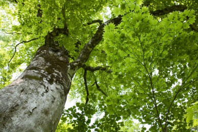 Der Chop-Suey Baum lässt sich mitunter als Pulver, Tee oder Saft verwenden und hilft bei verschiedenen gesundheitlichen Problemen