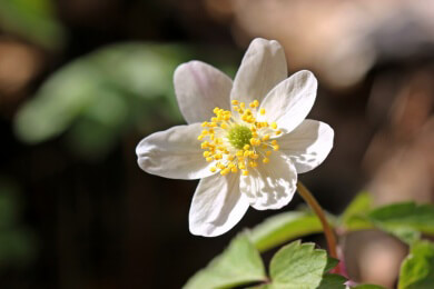 Das Buschwindröschen ist sehr dekorativ und zudem recht pflegeleicht - zu beachten ist, dass es in jedem Pflanzenteil giftg ist