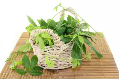 Jiaogulan wird in der Regel als Tee eingenommen - wir geben Tipps und Hinweise zum Anbau der Pflanze im eigenen Garten