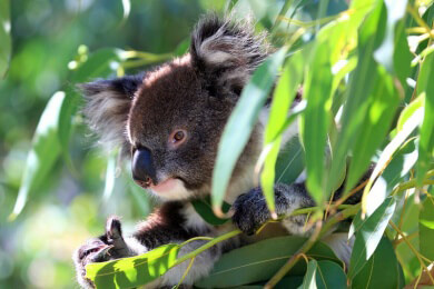 Australien - Lage, Sehenswürdigkeiten und Spezialitäten