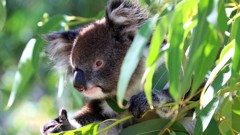 Sehenswertes im Reiseziel Australien