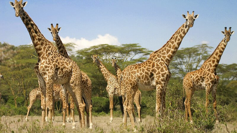 Elefant, Nashorn, Afrikanischen Büffel, Löwe, Leopard und andere Tiere bei einer Safari entdecken