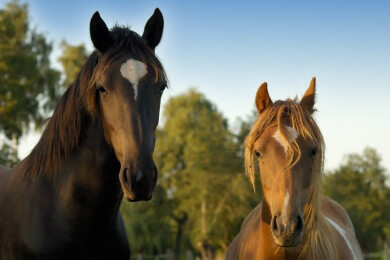 Wir geben einen Überblick über bekannte Pferderassen und geben zusätzliche Infos zu Fohlen, Stute, Hengst und Co
