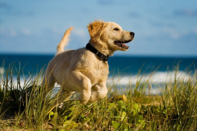 Mit dem Haustier an den Strand - Wissenswertes zum Hundestrand