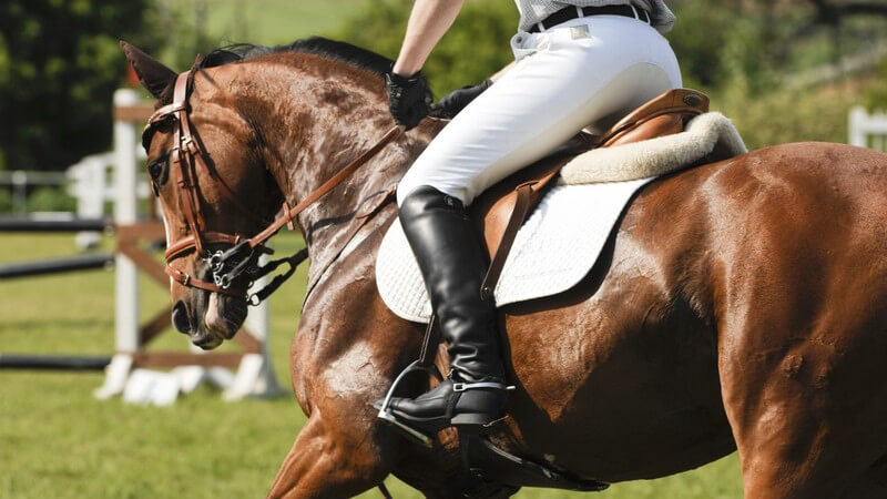 Wissenswertes zum Deutschen Reitabzeichen