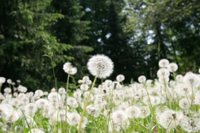 Unkraut - Verschiedene Unkrautarten und Möglichkeiten der Bekämpfung und Vorbeugung