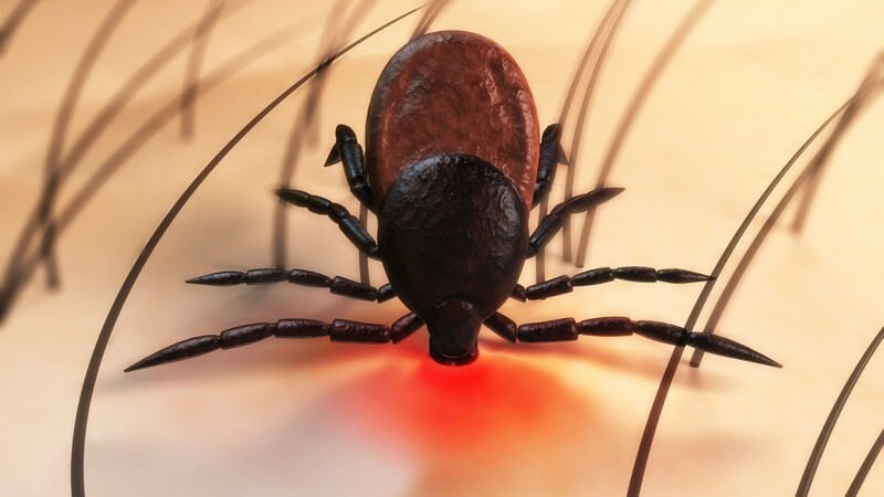 Die Entstehung einer Borreliose und wie man sie erkennen und behandeln kann