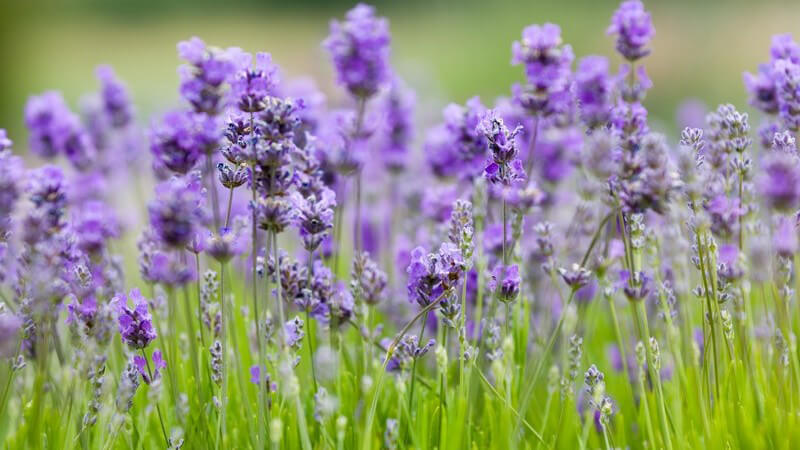 Für die Herstellung eines Lavendelkissens kann man Blätter, Blüten und Stiele verwenden - die Blüten erhalten den Duft am längsten