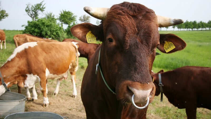 Die bovine spongiforme Enzephalopathie macht sich zunächst durch auffällige Verhaltensstörungen bemerkbar