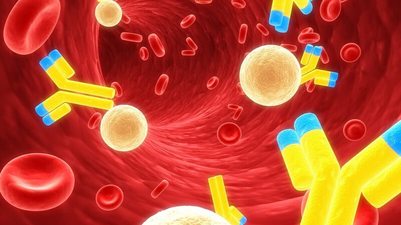 Immunglobuline heften sich zwischen Fremdkörper und körpereigene Zelle, um ersteren unschädlich zu machen