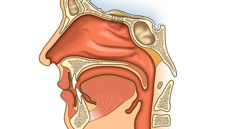 Die Nasenatmung erfolt im Unterschied zur Mundatmung über den physiologischen Weg - es kommt zur Anfeuchtung, Erwärmung und Reinigung der Luft