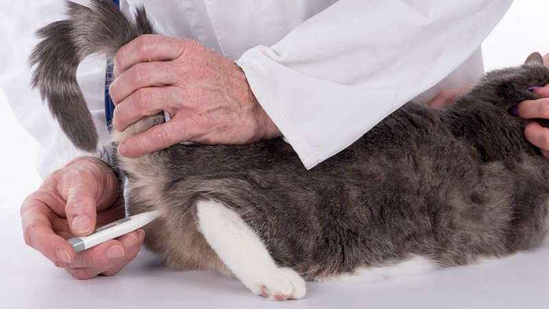 Oftmals kann man erkälteten Katzen mit Hausmitteln helfen - wichtig ist vor allem die Bereitstellung von ausreichend Wasser