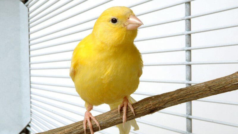 Eine Überempfindlichkeit gegen Vogelstaub kann zu einer Hühnerei-Allergie führen.