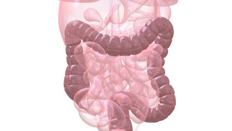 Bei der Colitis ulcerosa beschränkt sich die Entzündung auf Dickdarm und Darmschleimhaut - Generell tritt die Erkrankung am häufigsten in einem Alter zwischen 16 und 25 Jahren auf