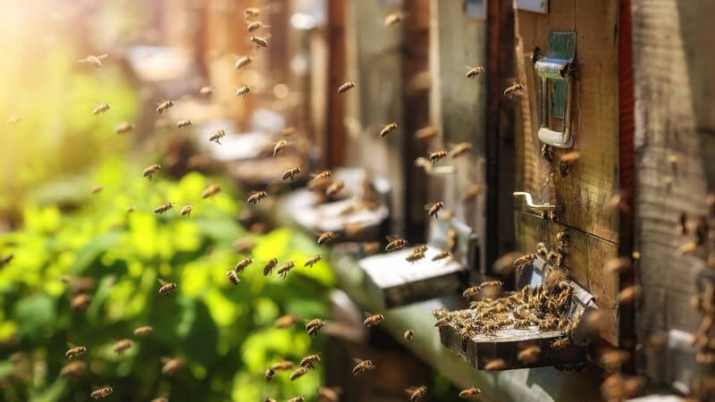 Für die Bereitstellung des Bienenstocks ist der Imker zuständig