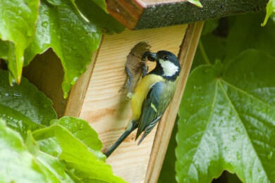Der Nestbau und die Brut zählen zum Nisten eines Vogels - Sowohl Weibchen als auch Männchen übernehmen dabei bestimmte Aufgaben