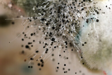 Über die Verbreitung und Vermehrung von Schimmelsporen