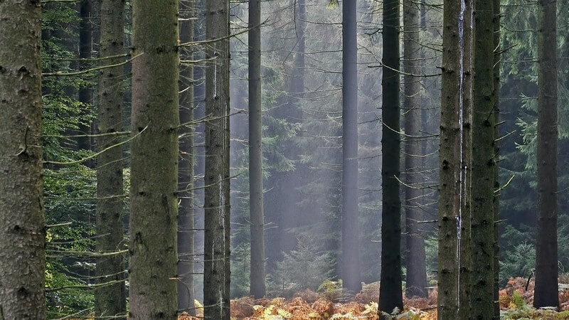 So beantragen Sie einen Holzleseschein