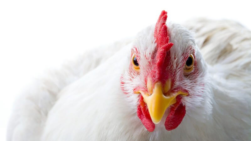 Größe, Pflegeaufwand, rechtliche Aspekte - Wir erklären, was Sie dabei beachten müssen, wenn Sie Hühner in Ihrem Garten halten möchten