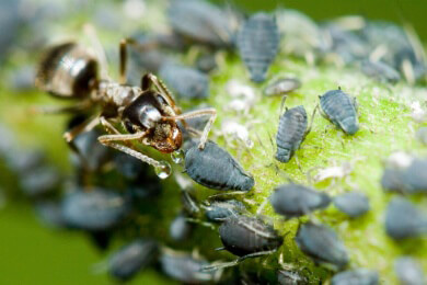 Schädlinge lasen sich auf unterschiedliche Art und Weise bekämpfen; mitunter wird dabei auch auf chemische Verfahren zurückgegriffen