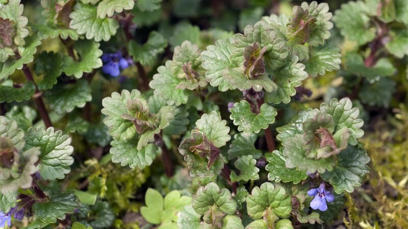 Gundermann ist ein Heilkraut, welches man auch selbst im Garten anbauen kann - so hat man stets ein wirkungsvolles Heilmittel zur Hand