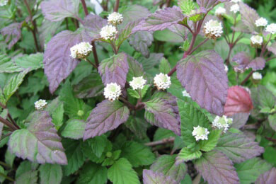 Das Aztekische Süßkraut lässt sich als Heilpflanze gegen Asthma und Bronchitis verwenden - auch der Anbau im eigenen Garten oder auf dem Balkon ist möglich
