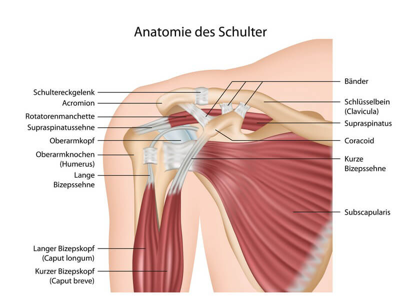 Bizepssehne entzündung Homöopathie bei