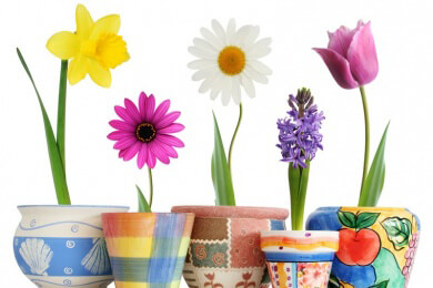 Um einen Graben in der Blumenerde zu verhindern, gilt es, die Katze davon abzuhalten oder ihr Alternativen zu bieten